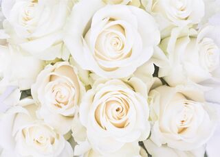 Белые розы /8л/ 280*200 Фотообои Симфония